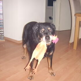 Sandy met zijn speelgoed kippetje (2008). Sandy woont helaas…