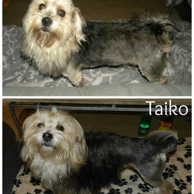 Hondenfoto van Melissa, Dempsey, Taiko, Minos & *Nina*