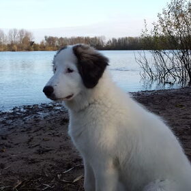 Hondenfoto van Fons & Isha
