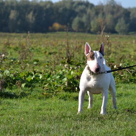 Hondenfoto van Hannah & Bink† en Beertje