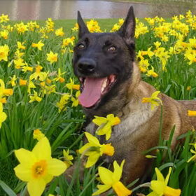Hondenfoto van Werkhondenkennel Cuja`s