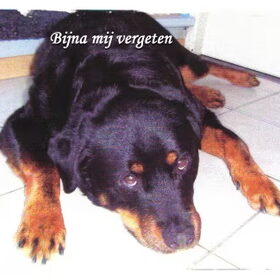 Sandy, omstreeks 1999 / 2000. Sandy woont helaas niet bij mij…