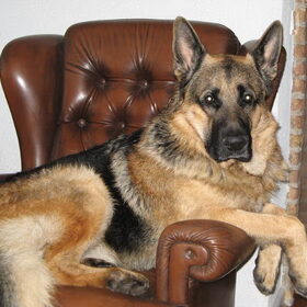 Hondenfoto van Inge & Danger