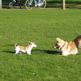 Silan speld met een Vremde hond