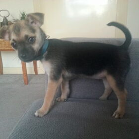 Luna 7 weekjes oud