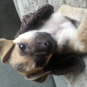 Luna 8 weekjes oud