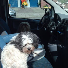 Hondenfoto van liesbeth,Turbo,Luna, Levi en Faith