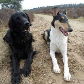 Hondenfoto van Liza, (Chiva) Lexi & Elza 