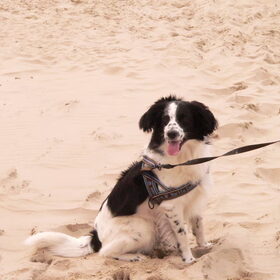 Hondenfoto van Angelique; Bruno, Charlie & Fenna  