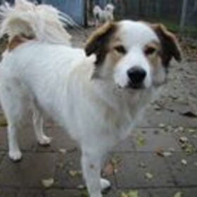 Hondenfoto van snoopy, rikkie , lady en xana