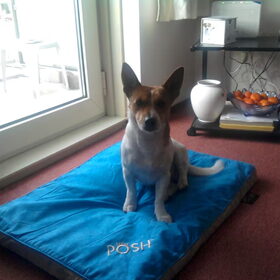 Hondenfoto van nora jazzy en poppy