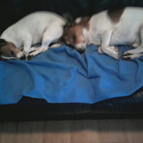 Hondenfoto van nora jazzy en poppy