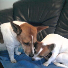 Hondenfoto van nora jazzy en poppy