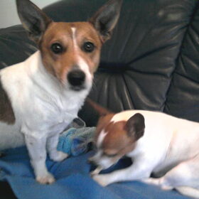 Hondenfoto van nora jazzy en poppy
