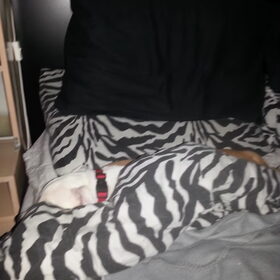 En toen was hummer verstopt