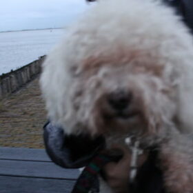 Hondenfoto van snoopy, rikkie , lady en xana