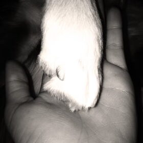 Hondenfoto van Phylicia scooby en ukkie:)
