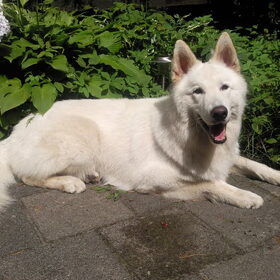 Eros 15 maanden oud