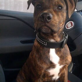 Odin op 29/09/13 (4maand en 26dagen)