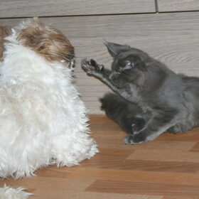 Hondenfoto van Nantastic!© Casa di Coontastic 