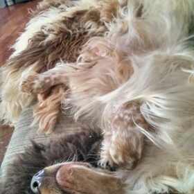 Hondenfoto van Crissy, Joey en Kiwi