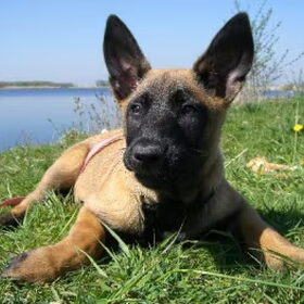 Hondenfoto van Werkhondenkennel Cuja`s