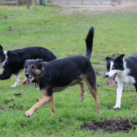 Zoe, Vino, Too