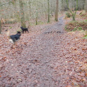 HP wandeling 8 december