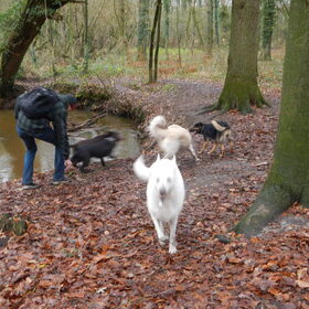 HP wandeling 8 december