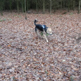 HP wandeling 8 december