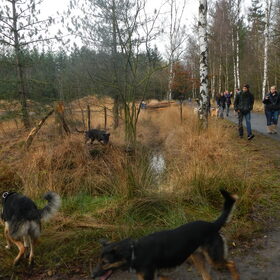 HP Wandeling Esbeek 8-12-2013 (17)