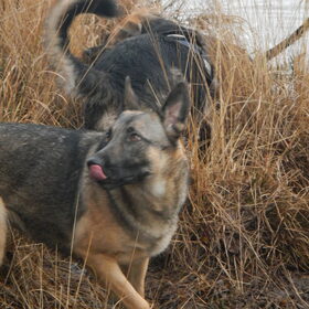 HP Wandeling Esbeek 8-12-2013 (31)