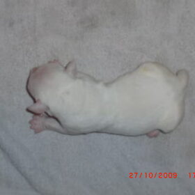 Een smetteloze witte