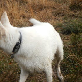 HP Wandeling Esbeek 8-12-2013 (54)