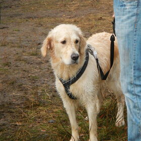 HP Wandeling Esbeek 8-12-2013 (56)