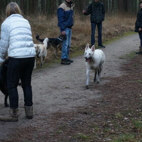 Hondenfoto van Manon, Silver Sky&Malaika