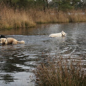 Hondenfoto van Manon, Silver Sky&Malaika