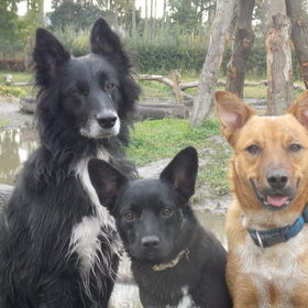 the gang