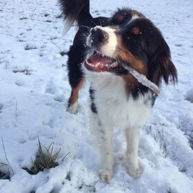 Hondenfoto van Puck en Inca