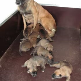 Hondenfoto van Werkhondenkennel Cuja`s