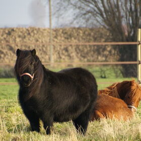 Hondenfoto van Tamara,Kallista & Marcel, Hercule †, Yordi †