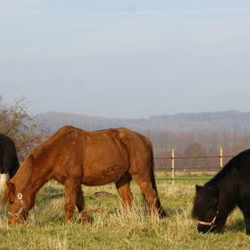 Hondenfoto van Tamara,Kallista & Marcel, Hercule †, Yordi †