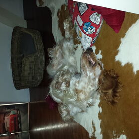 Hondenfoto van Crissy, Joey en Kiwi