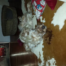 Hondenfoto van Crissy, Joey en Kiwi