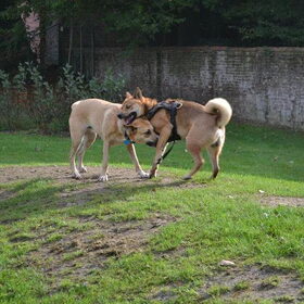 Hondenfoto van Rana & Koji