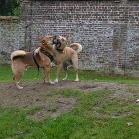 Hondenfoto van Rana & Koji