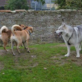 De malamute/husky Keesha en zijn soulmate Moon