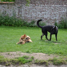 Hondenfoto van Rana & Koji