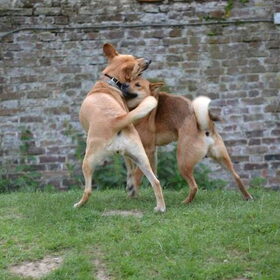 Hondenfoto van Rana & Koji