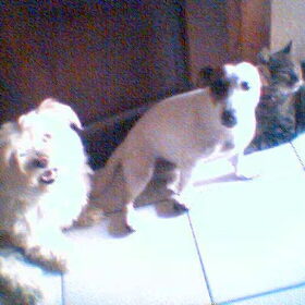 onze 3 beestjes : snoopy,gipsy en wuppert. Zie eens hoe goed we…